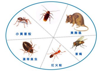 地球上10大最令人厭惡的吸血動物，蚊子榜首，水