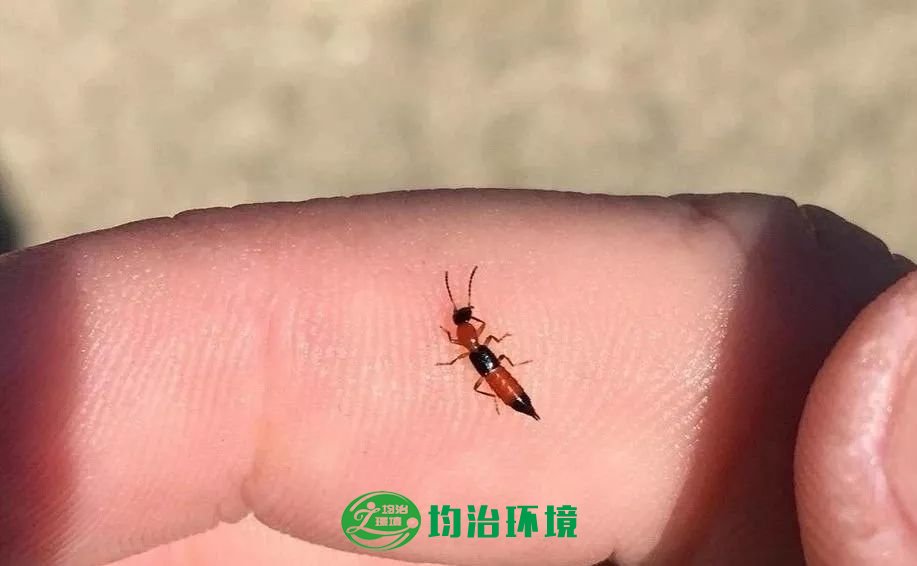 隱翅蟲(chóng)的危害？