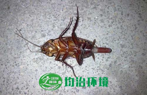 家里有蟑螂怎么辦？