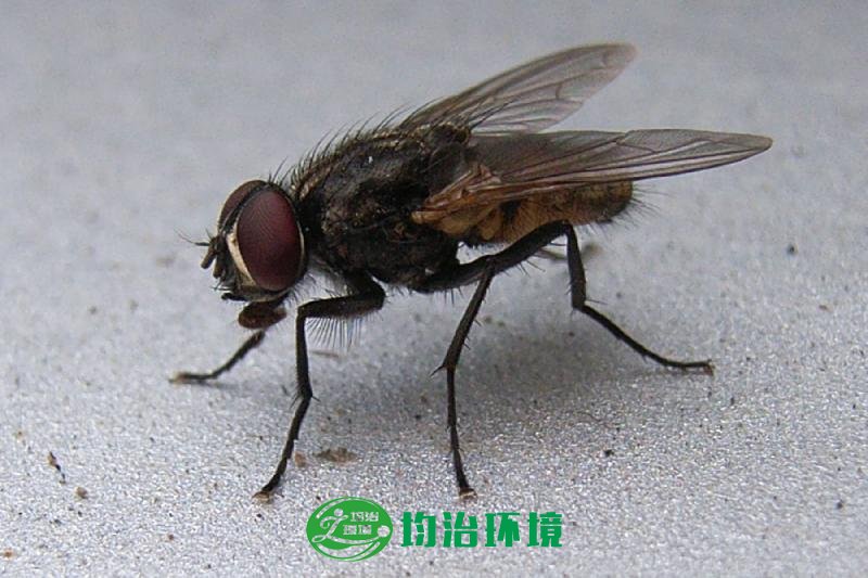 蒼蠅的危害有哪些？