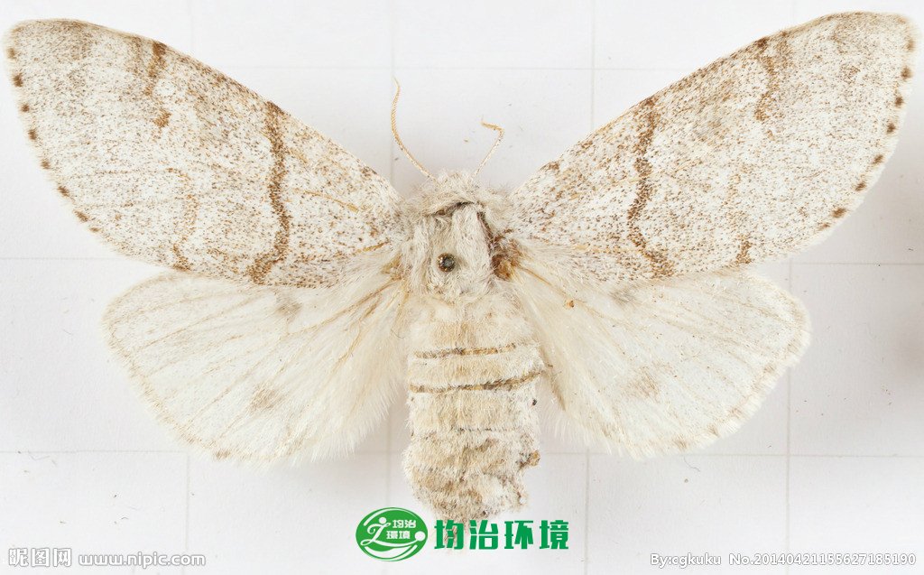 飛蛾是益蟲(chóng)還是害蟲(chóng)？