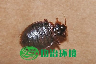 如何消滅臭蟲(chóng)？