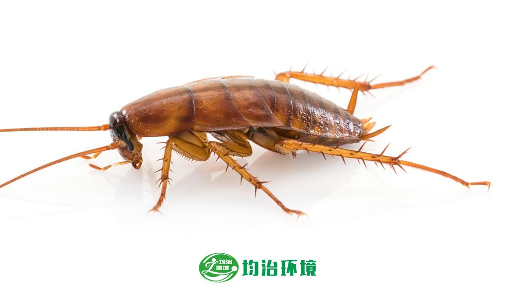 蟑螂是如何來(lái)的？
