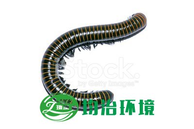 馬陸有毒嗎？
