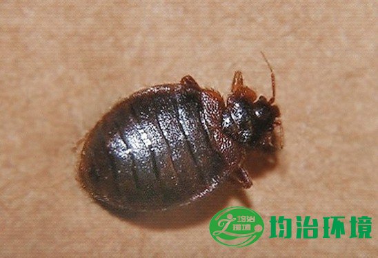 如何預(yù)防臭蟲？