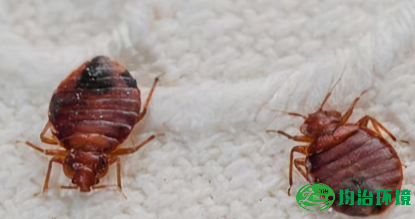 跳蚤和臭蟲(chóng)叮咬的癥狀是什么樣的？