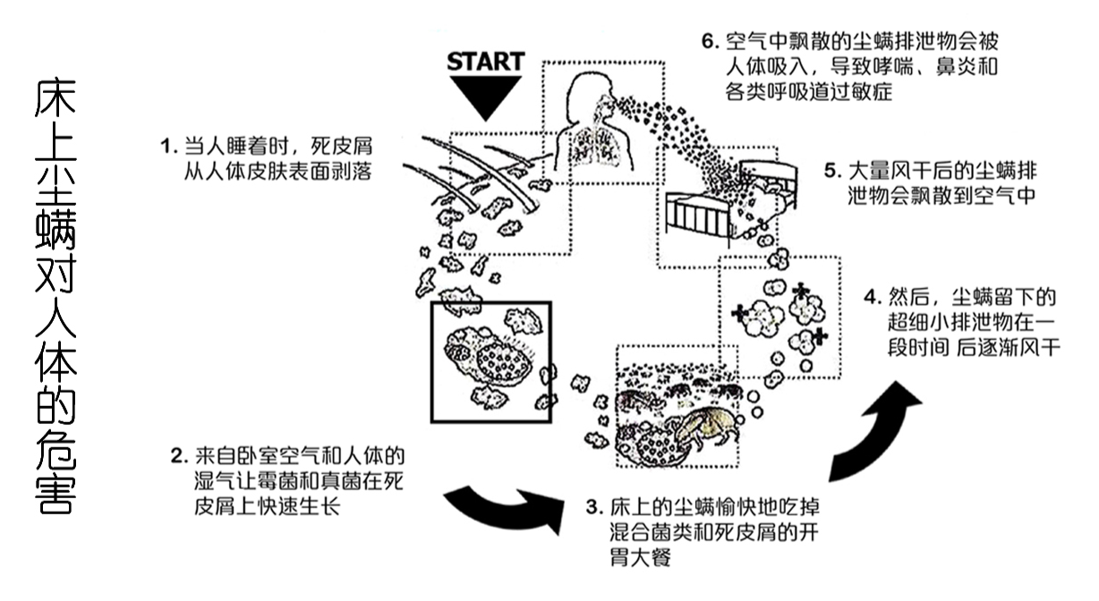 螨蟲導致人體過敏的過程圖