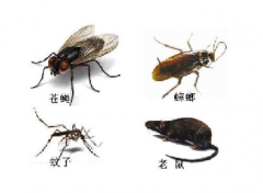 夏天就要到了家里怎么“滅四害”有點小竅門哦