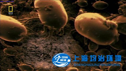 皮膚不好？你有可能是長了螨蟲！