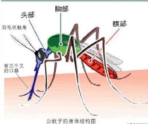 居家蟲(chóng)害防制寶典——蚊