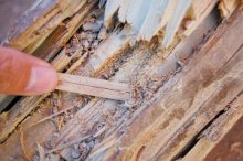 我家去年就進行了白蟻防治的，今年怎么又出現(xiàn)