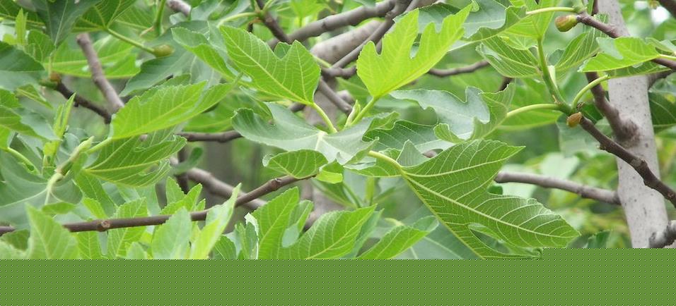 園林葉、花、果病害的防治方案