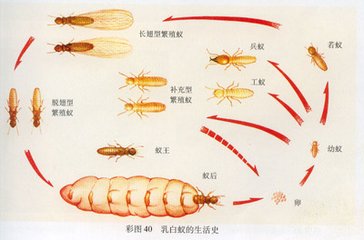 我家是鋼筋混凝土結(jié)構(gòu)，也會遭受白蟻危害嗎？
