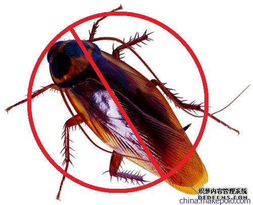 保障食品安全，杜絕四害為先系列之蟑螂