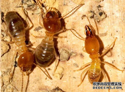 白蟻的主要生活習(xí)性（八個方面）