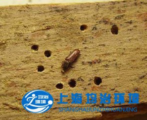 如何消滅門框上的粉蠹蟲？