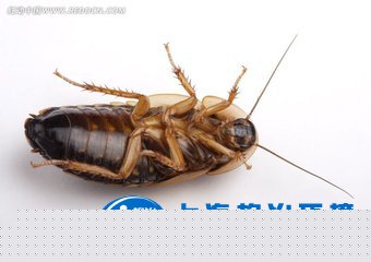【健康小常識】家里和辦公室里都很干凈，怎么