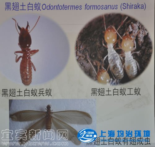 天氣漸漸炎熱，白蟻又開始繁殖
