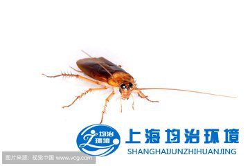 為何蟑螂會鉆進(jìn)人的耳朵？掏耳勺不可亂挖